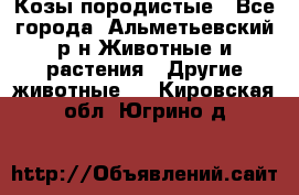 Козы породистые - Все города, Альметьевский р-н Животные и растения » Другие животные   . Кировская обл.,Югрино д.